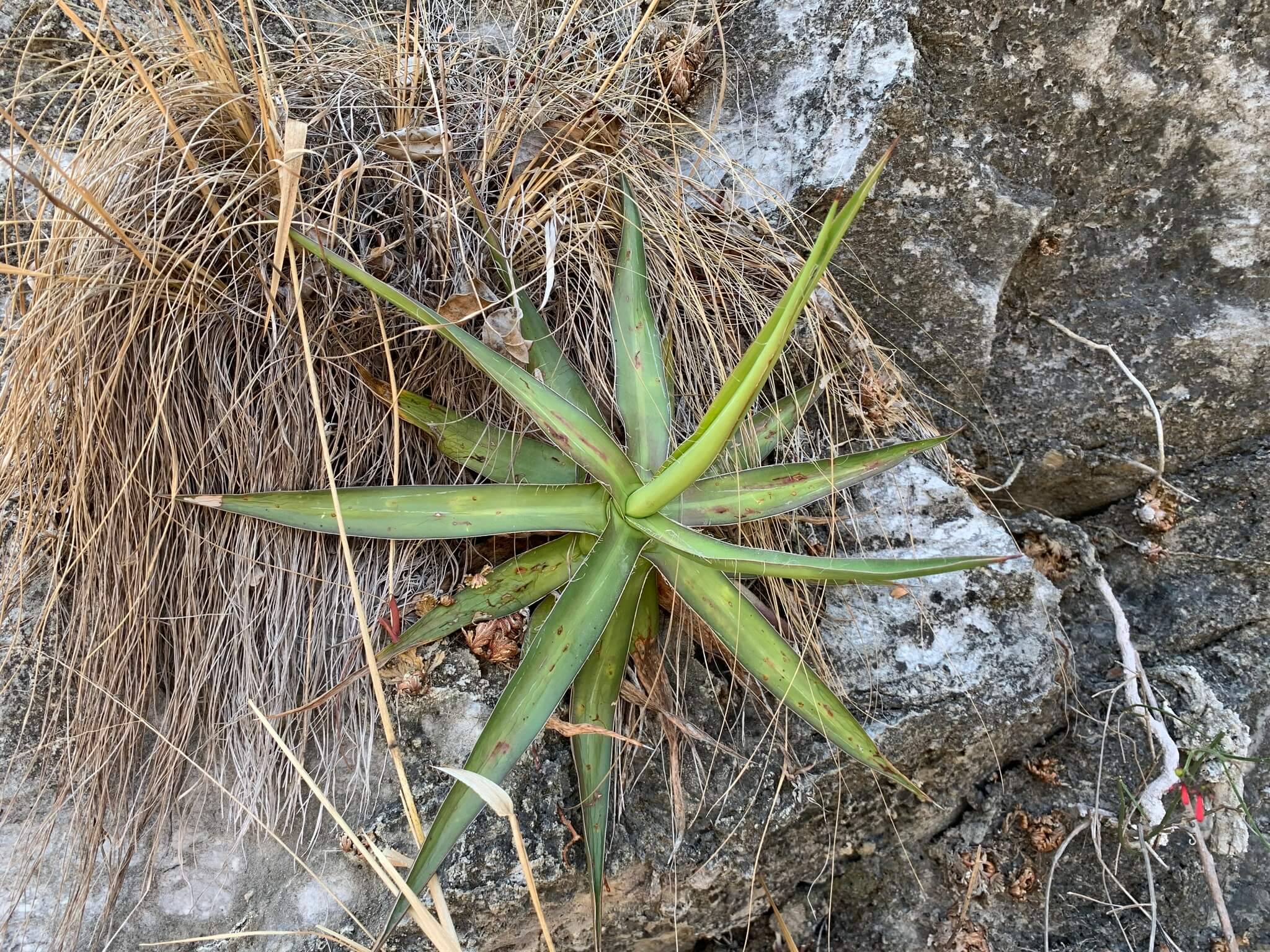 Agave colimana
